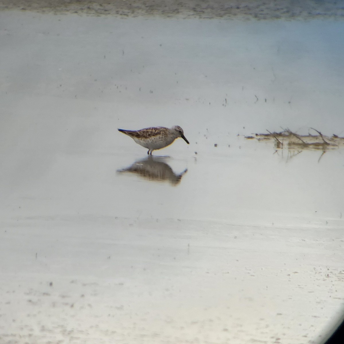 White-rumped Sandpiper - Paul Vanderhoof