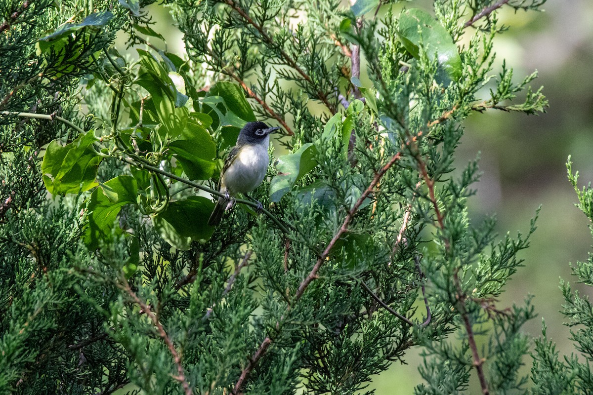 Black-capped Vireo - Mark Wilson