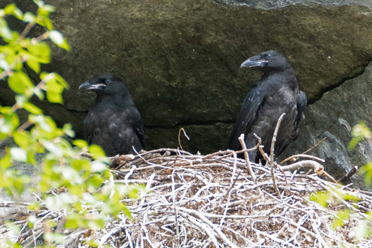 Common Raven - Susan Elliott