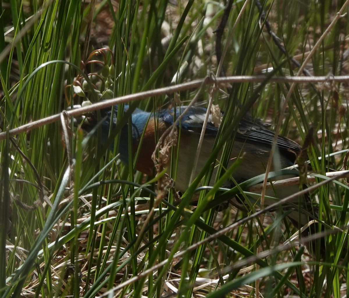 Lazuli Bunting - Doug Swartz