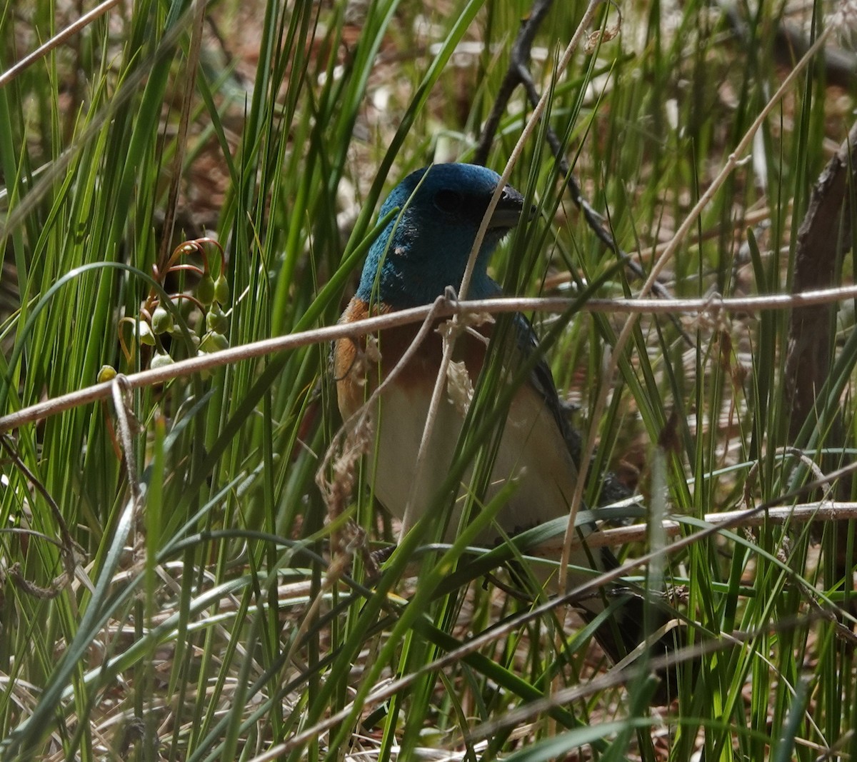 Lazuli Bunting - Doug Swartz