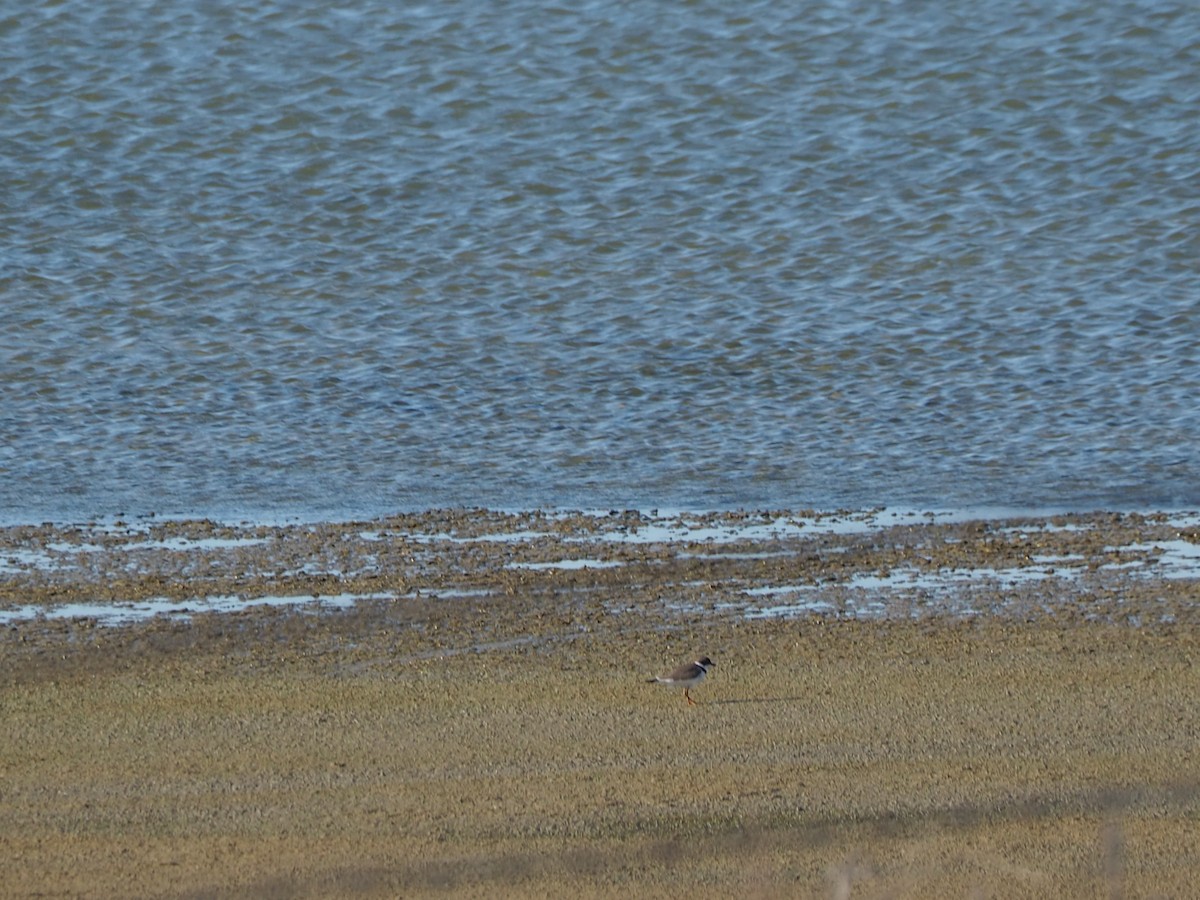 Semipalmated Plover - John Hiebert