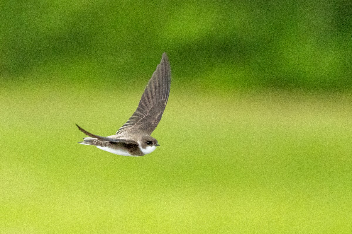 Bank Swallow - Tommy Mullen