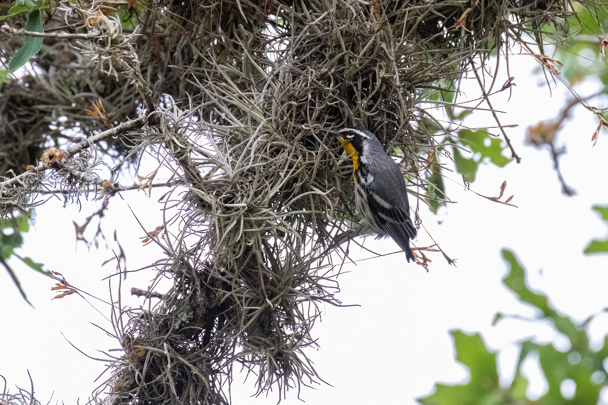 Yellow-throated Warbler - Mark Wilson