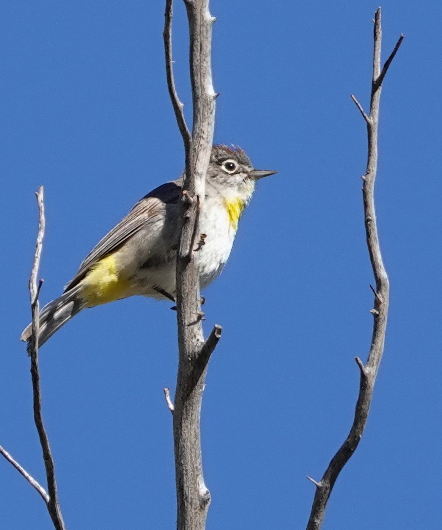 Virginia's Warbler - Doug Swartz