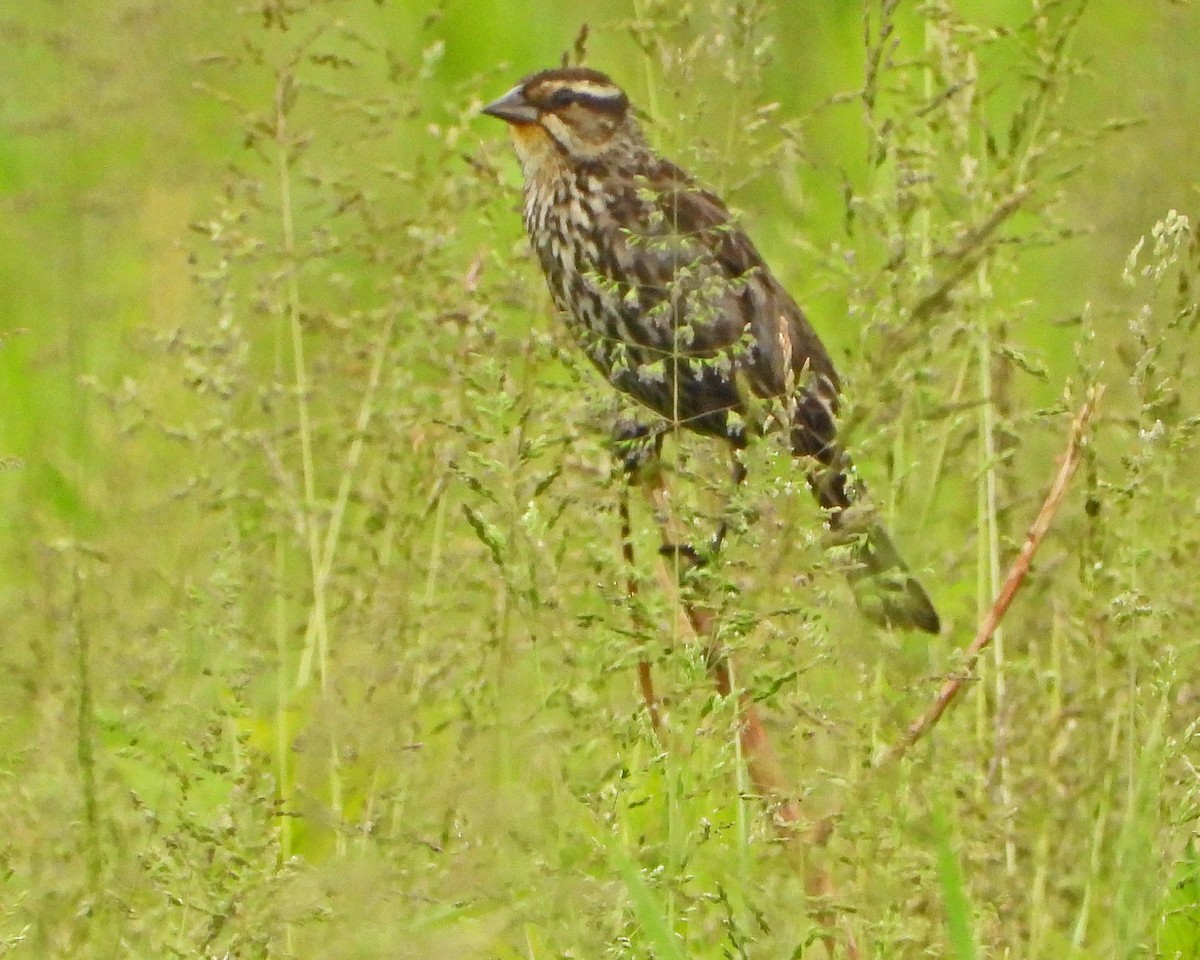 Red-winged Blackbird - ML619261441