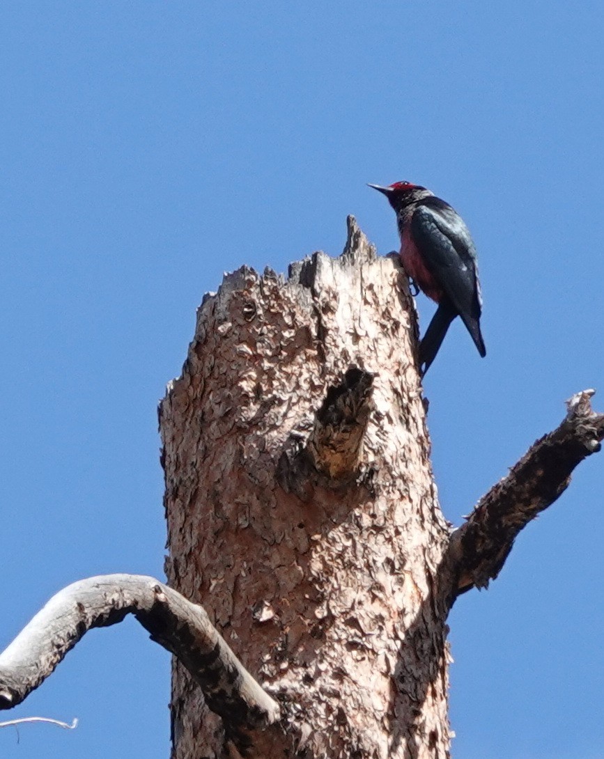 Lewis's Woodpecker - Doug Swartz