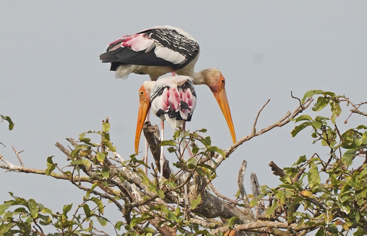 Painted Stork - John Daniel