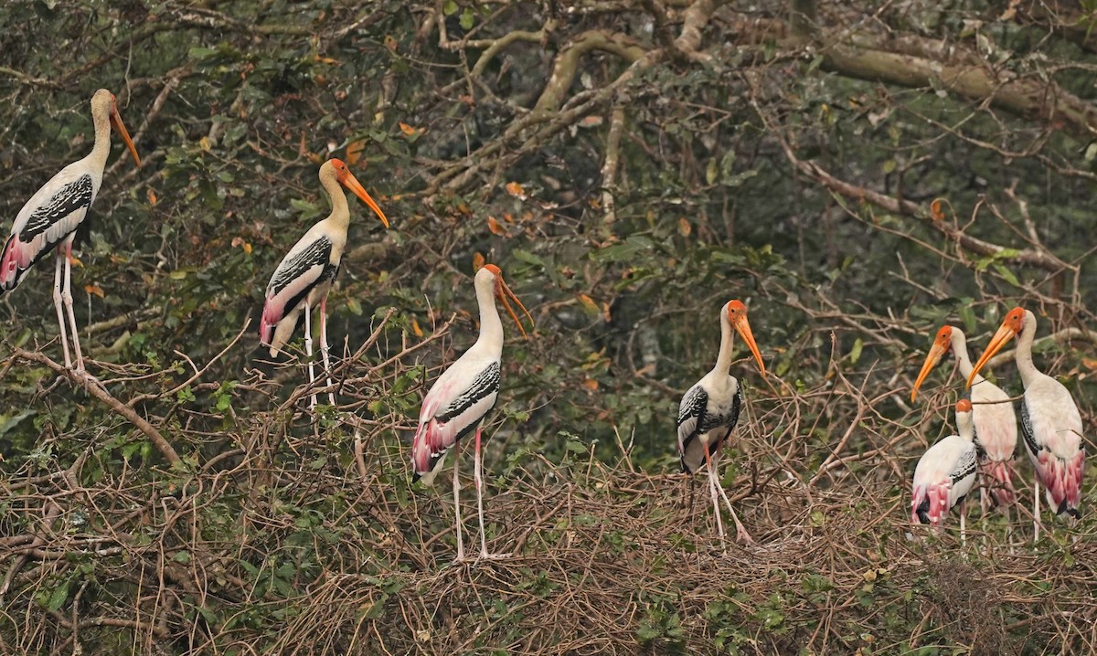 Painted Stork - ML619261453