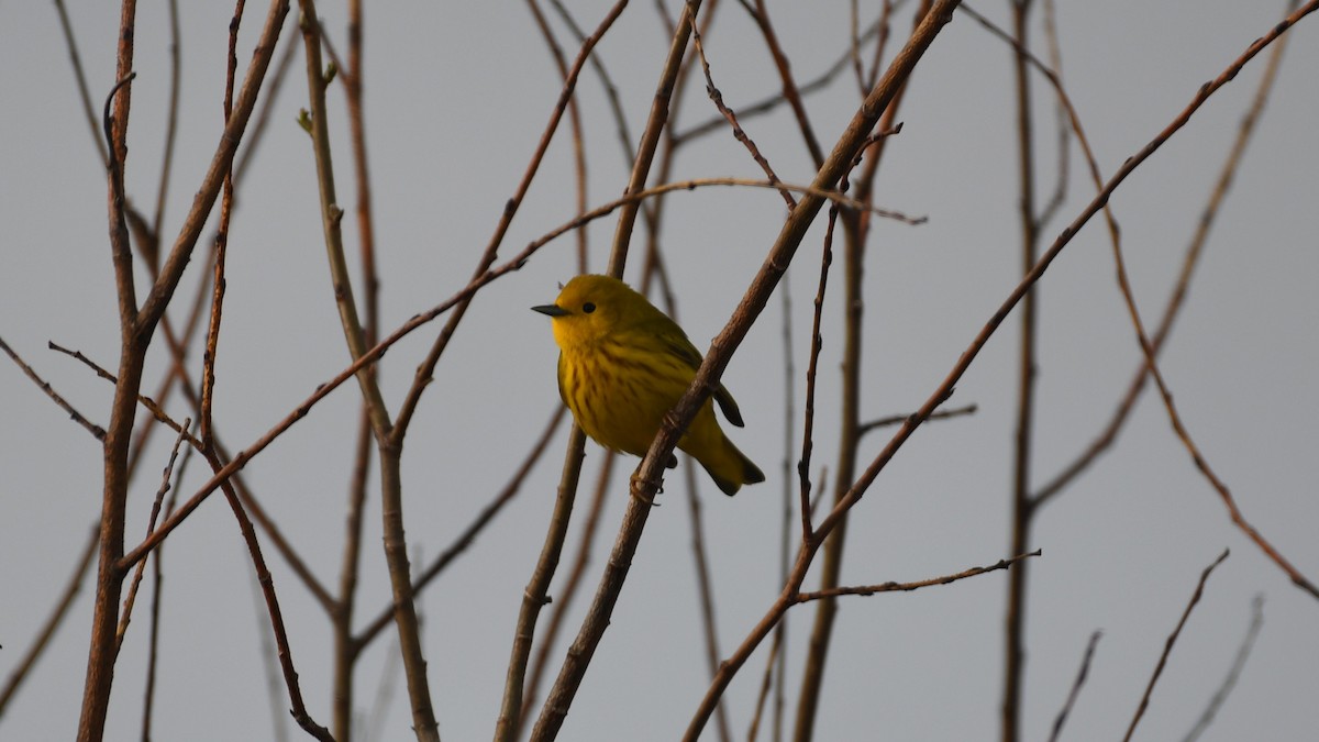 Yellow Warbler - Marc Poirier