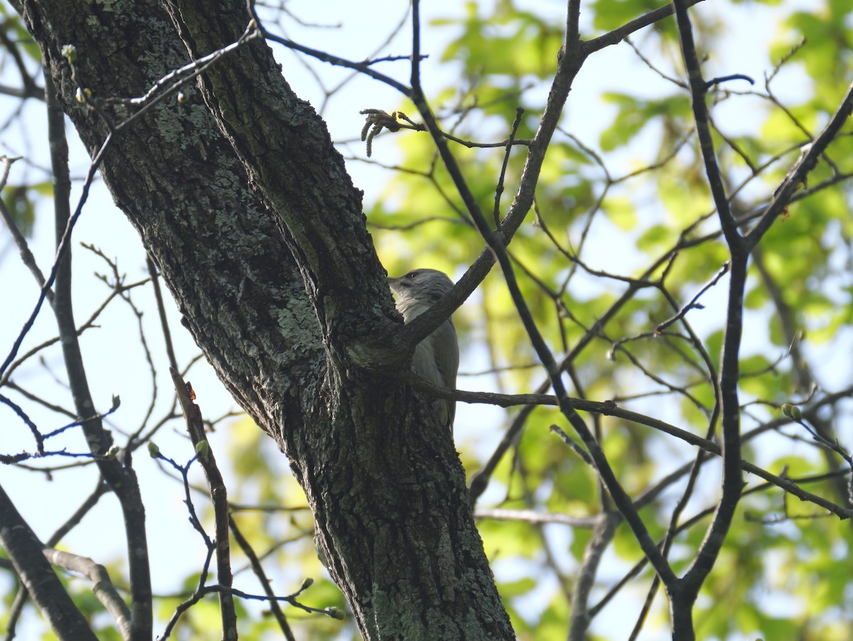 Gray-headed Woodpecker - としふみ しみず