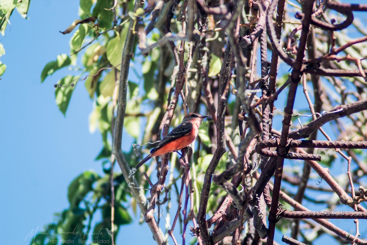 Vermilion Flycatcher - Manuel de Jesus Hernandez Ancheita