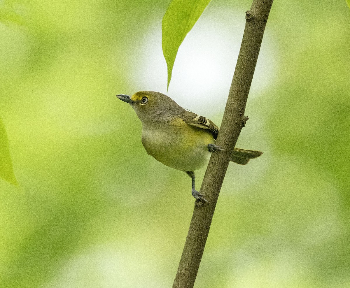 Ak Gözlü Vireo - ML619261486