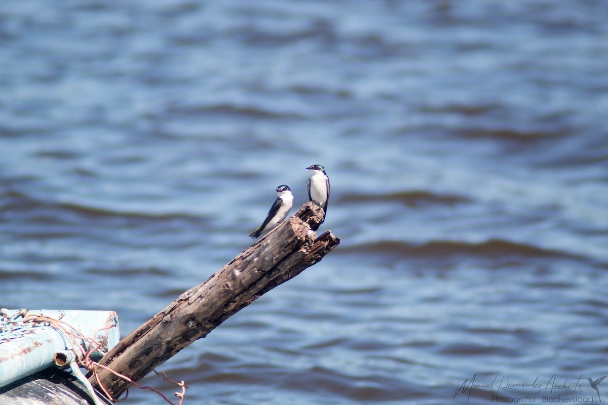 Mangrove Swallow - Manuel de Jesus Hernandez Ancheita