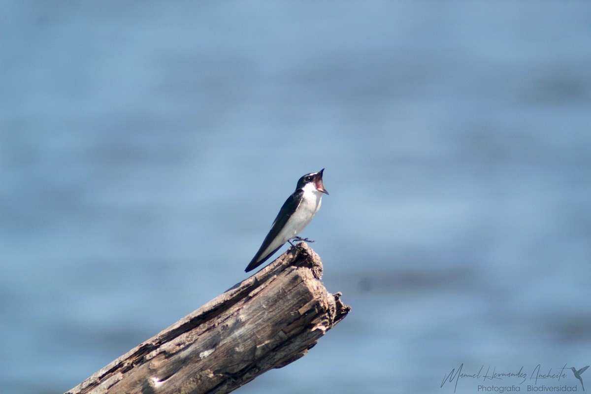 Mangrove Swallow - Manuel de Jesus Hernandez Ancheita