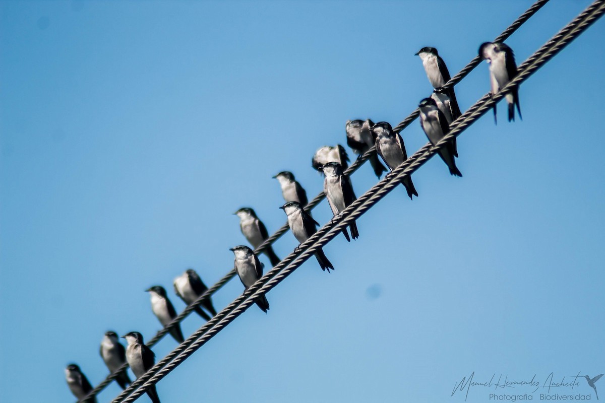 Mangrove Swallow - Manuel de Jesus Hernandez Ancheita