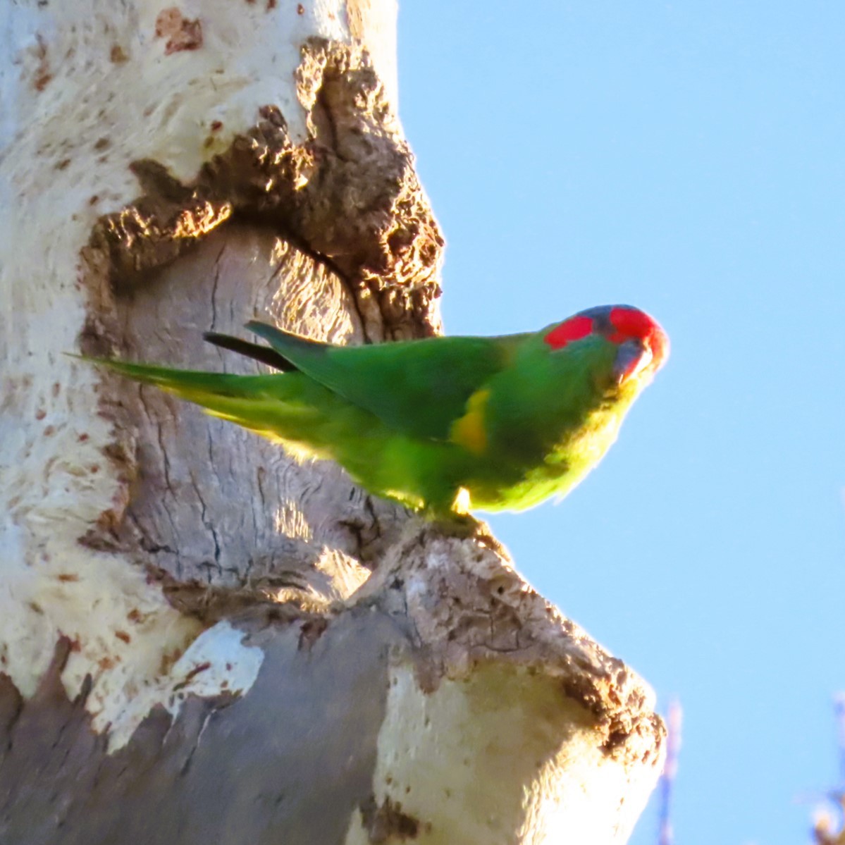 Musk Lorikeet - Sarah Chaplin