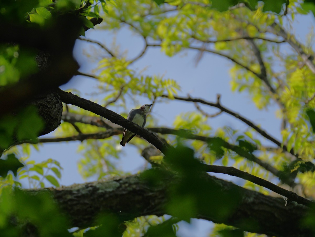 Chestnut-cheeked Starling - としふみ しみず