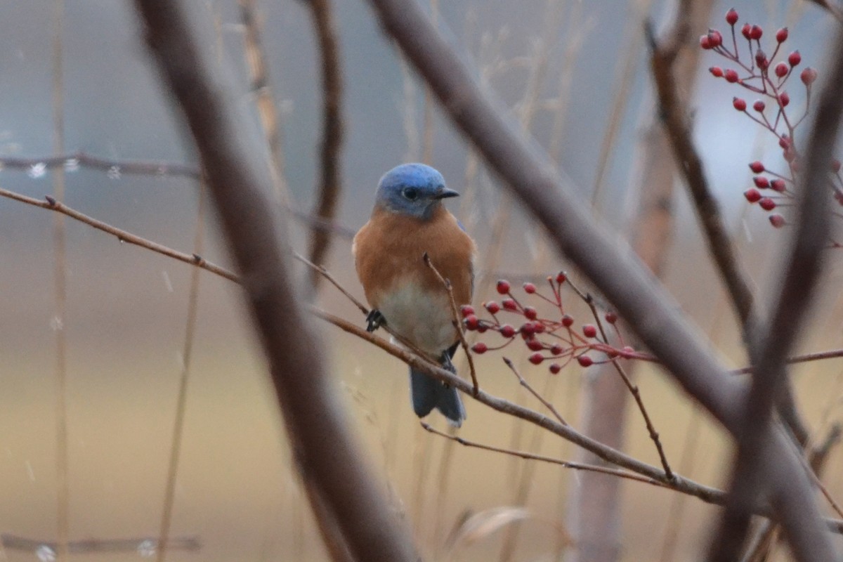 Eastern Bluebird - Sarah Bonnett