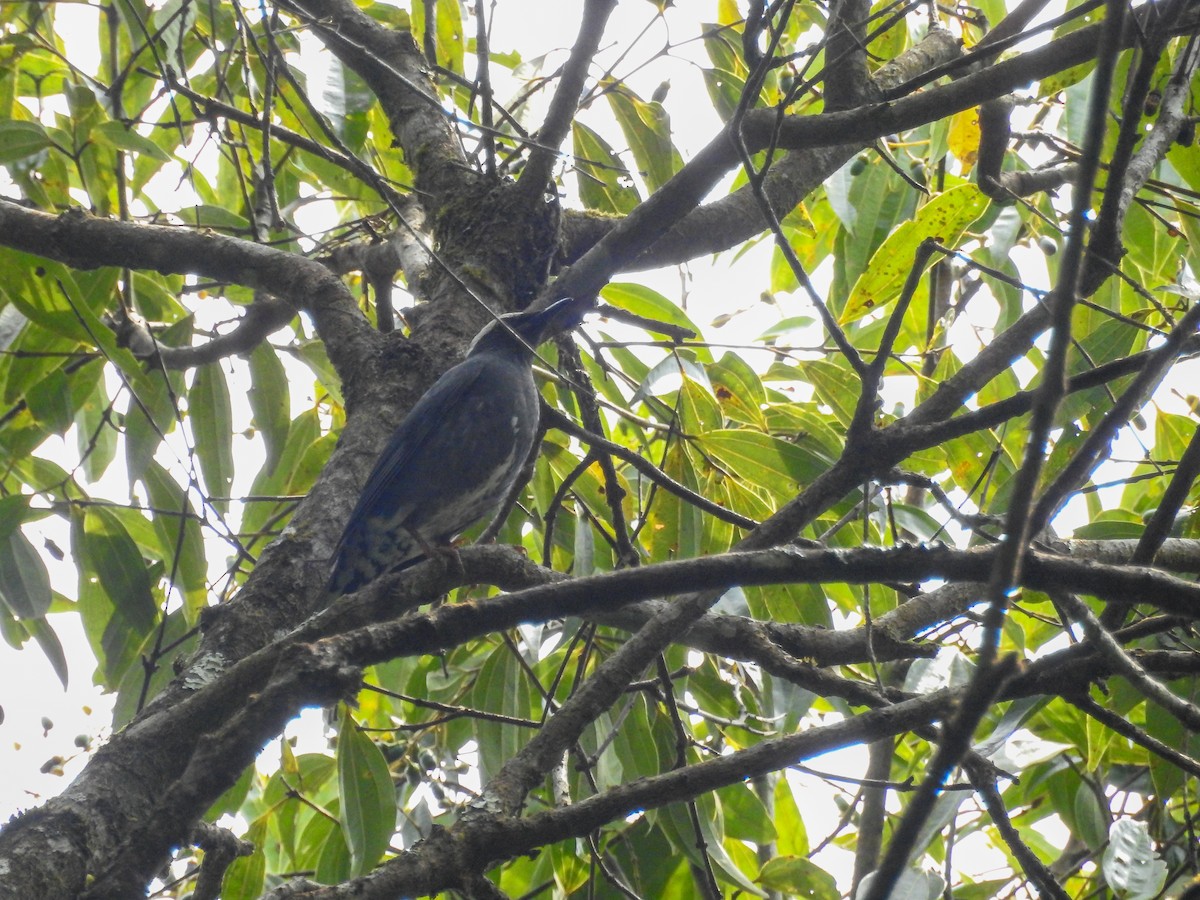 Siberian Thrush - ML619261510