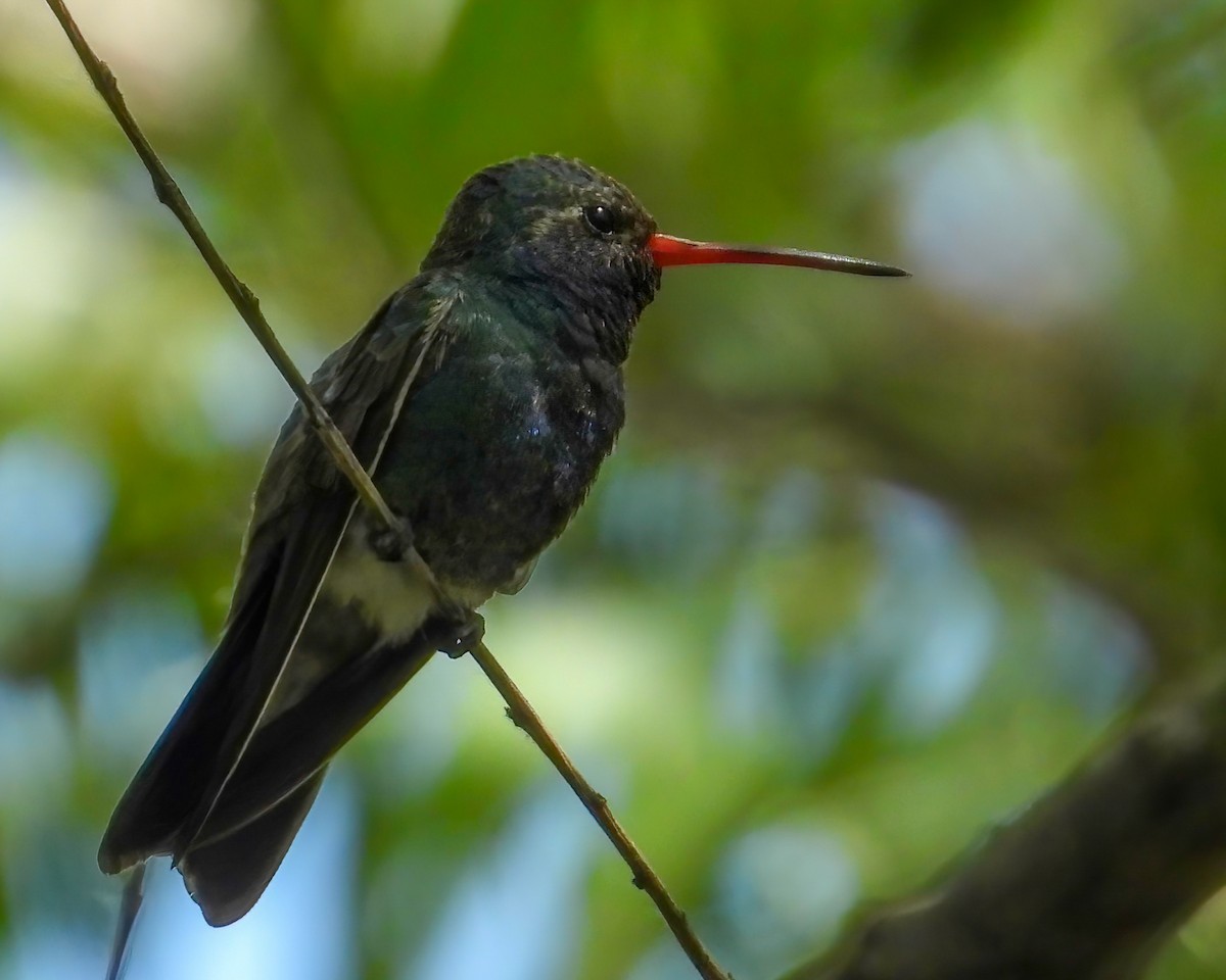 Broad-billed Hummingbird - Doug Smith