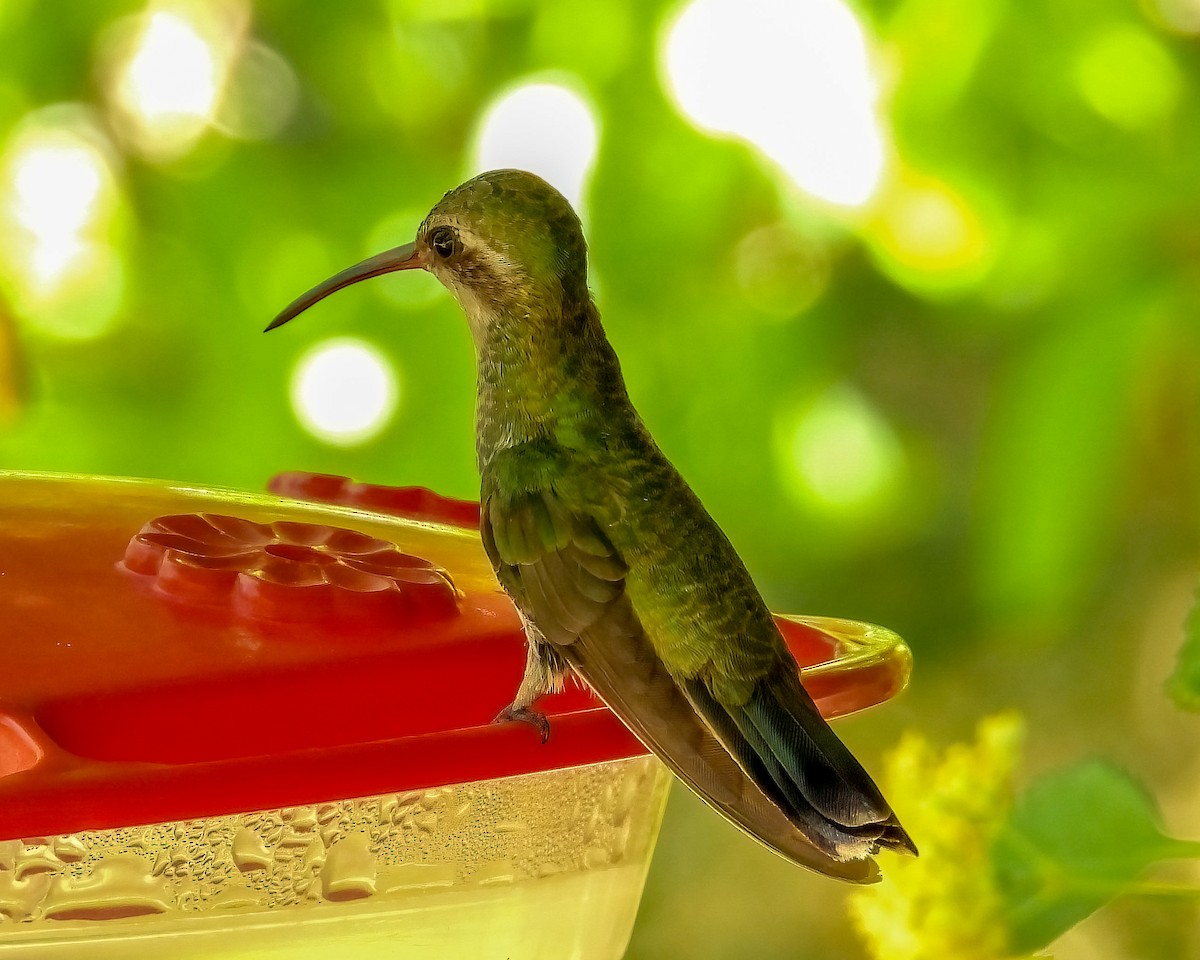 Broad-billed Hummingbird - Doug Smith