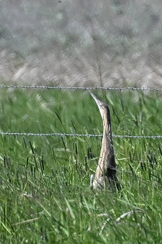 American Bittern - Faye Spencer