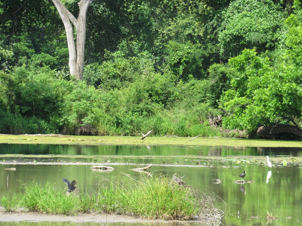 American Coot - Twylabird Jean