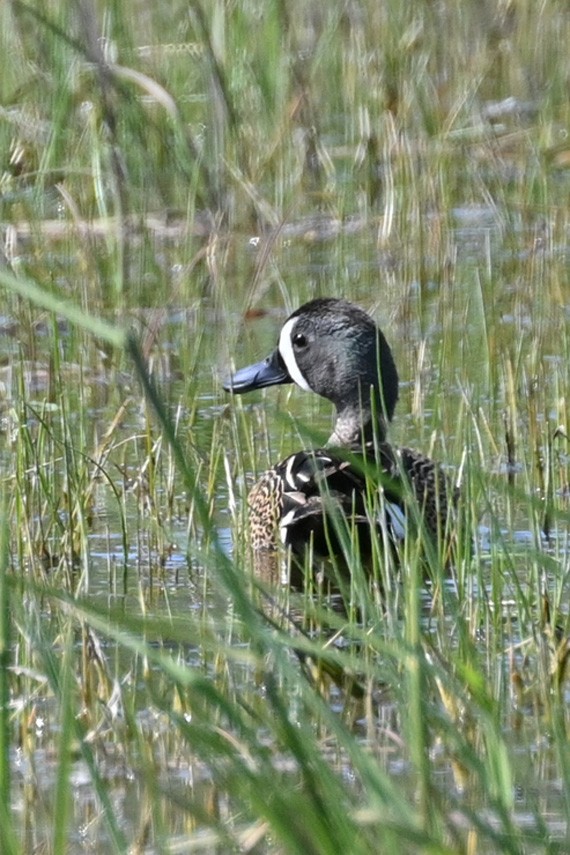 Blue-winged Teal - Faye Spencer