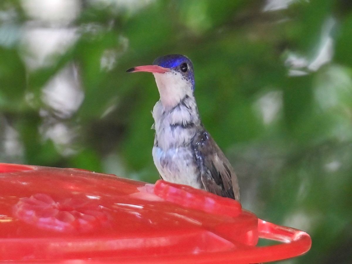 Violet-crowned Hummingbird - Doug Smith