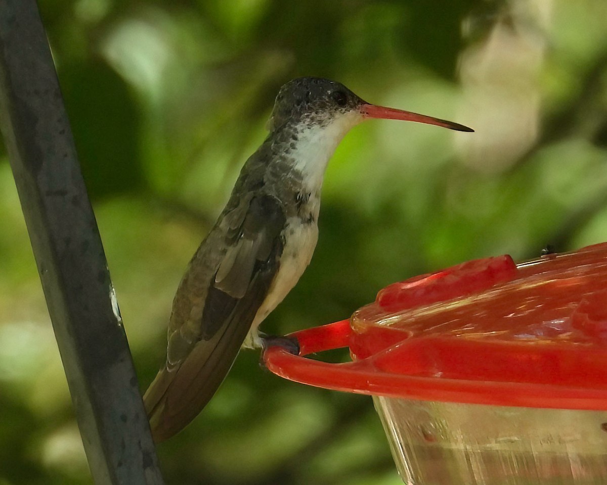 Violet-crowned Hummingbird - Doug Smith