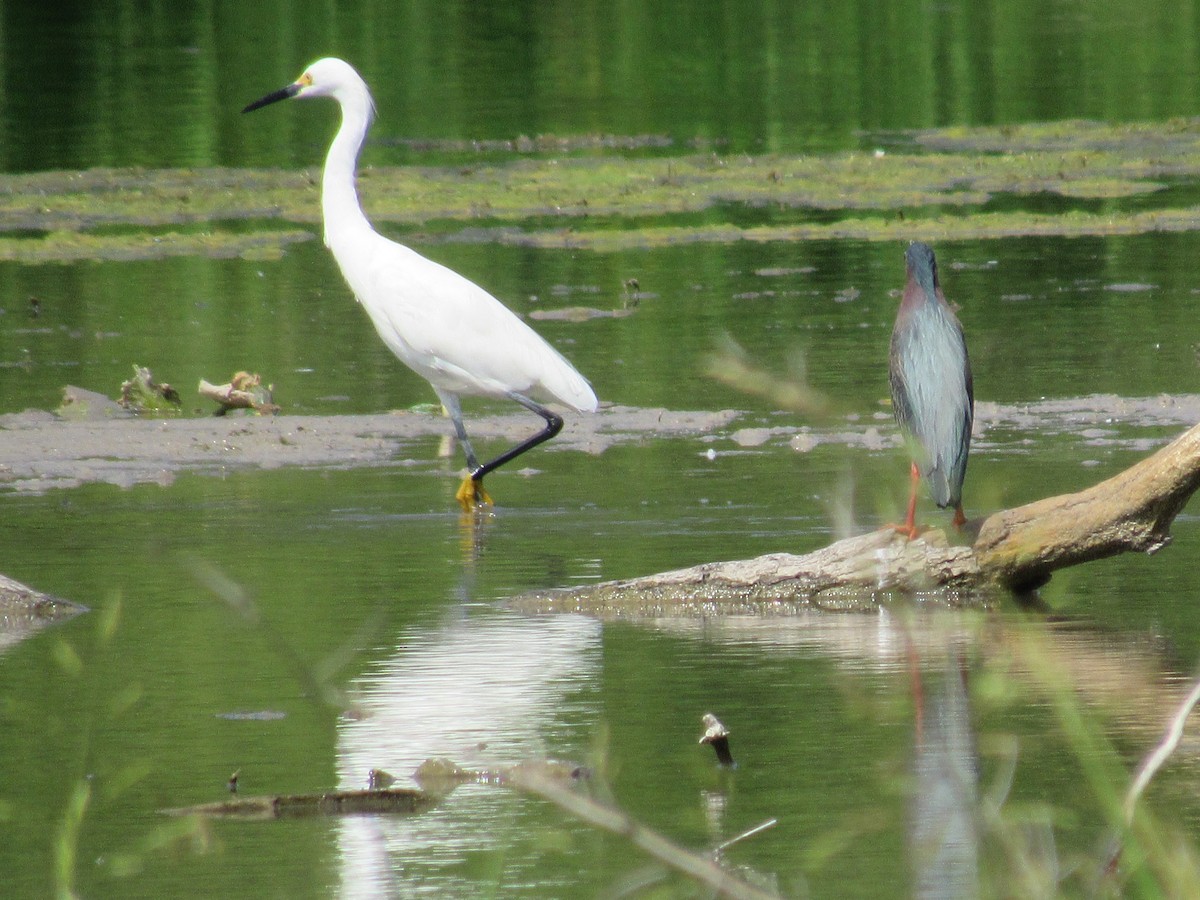 Snowy Egret - ML619261538