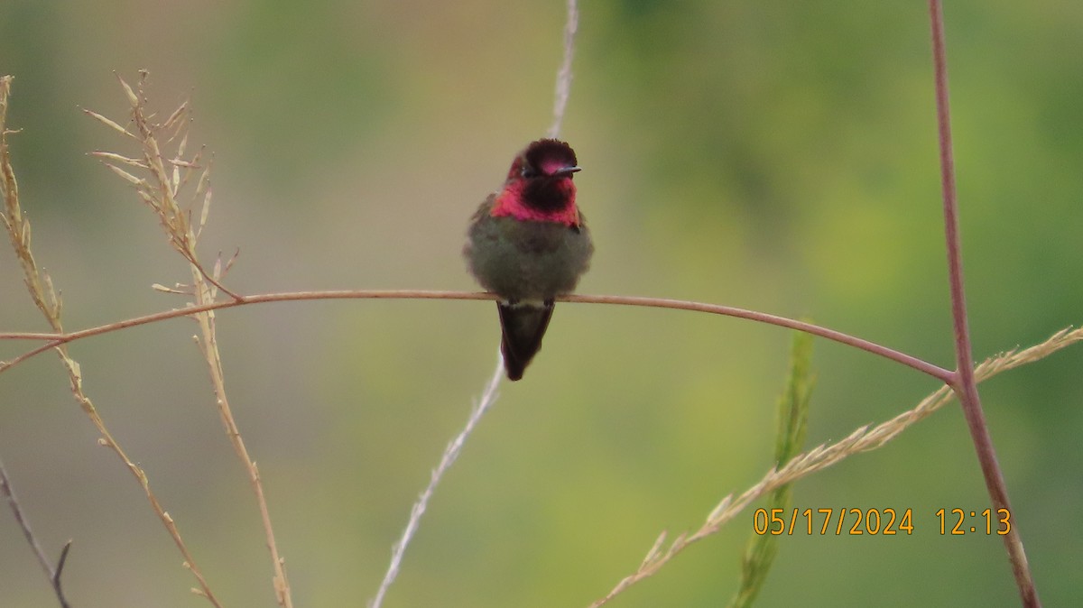 Anna's Hummingbird - Zehava Purim-Adimor