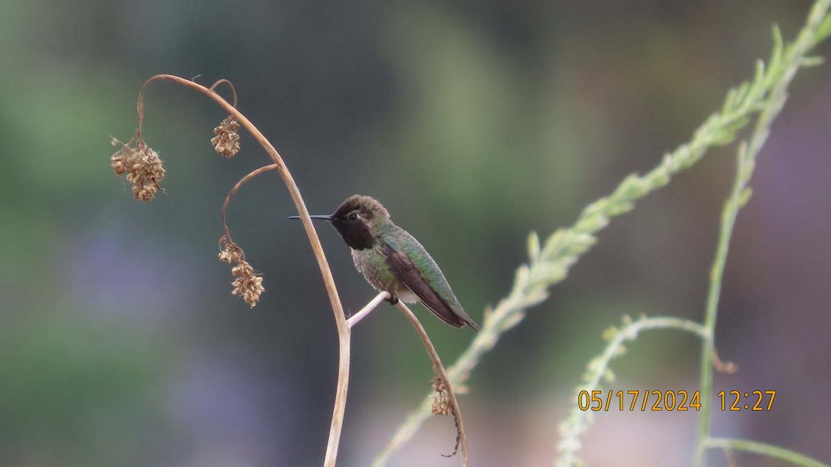 Anna's Hummingbird - Zehava Purim-Adimor