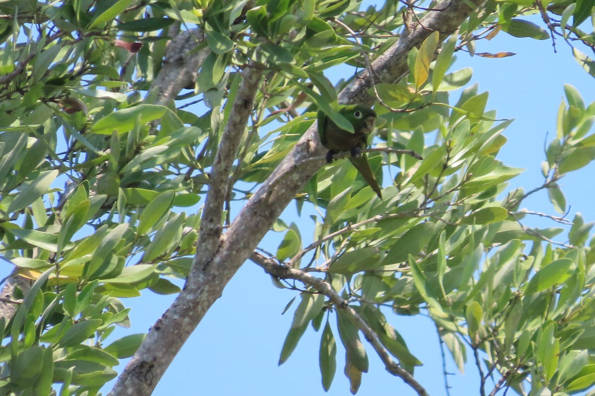 Olive-throated Parakeet - ML619261569