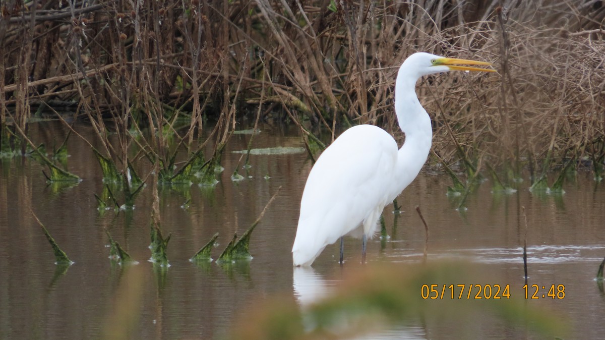 Great Egret - ML619261585