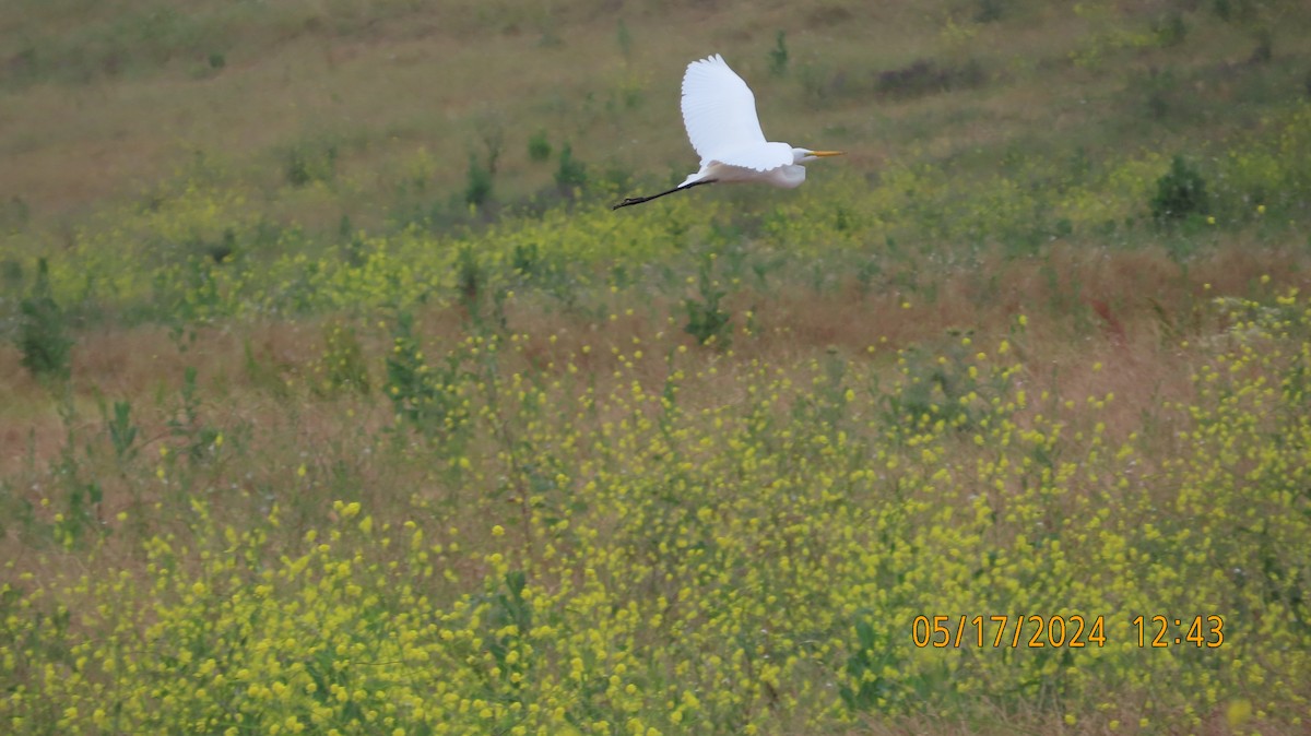 Great Egret - ML619261586