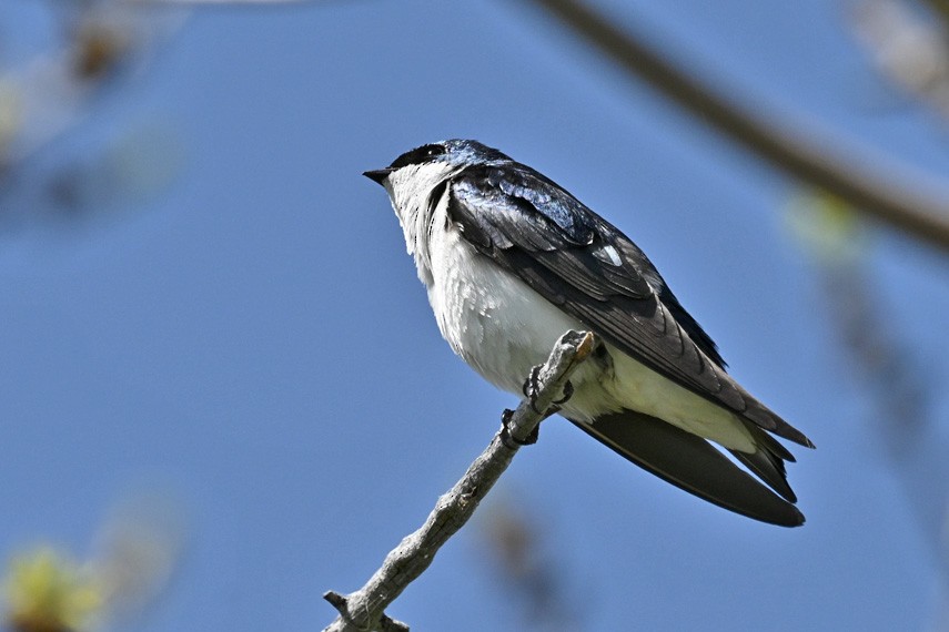 Tree Swallow - Faye Spencer