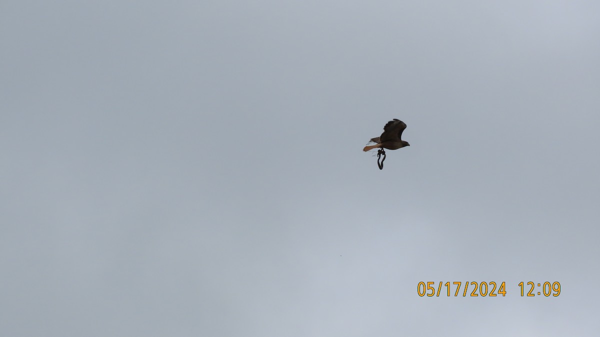 Red-tailed Hawk - Zehava Purim-Adimor