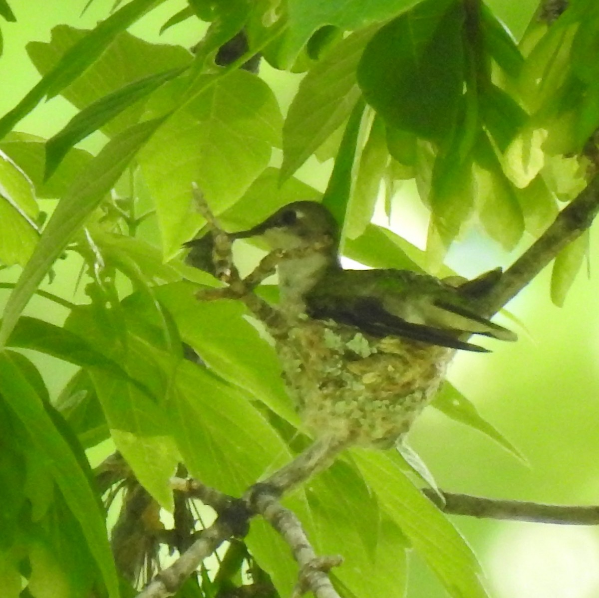 Ruby-throated Hummingbird - Gregg Severson