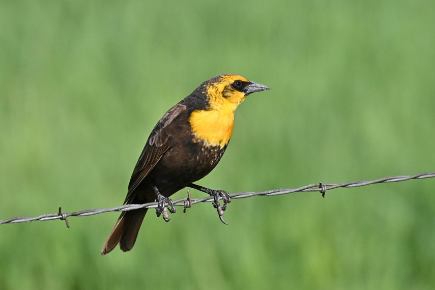 Yellow-headed Blackbird - Faye Spencer