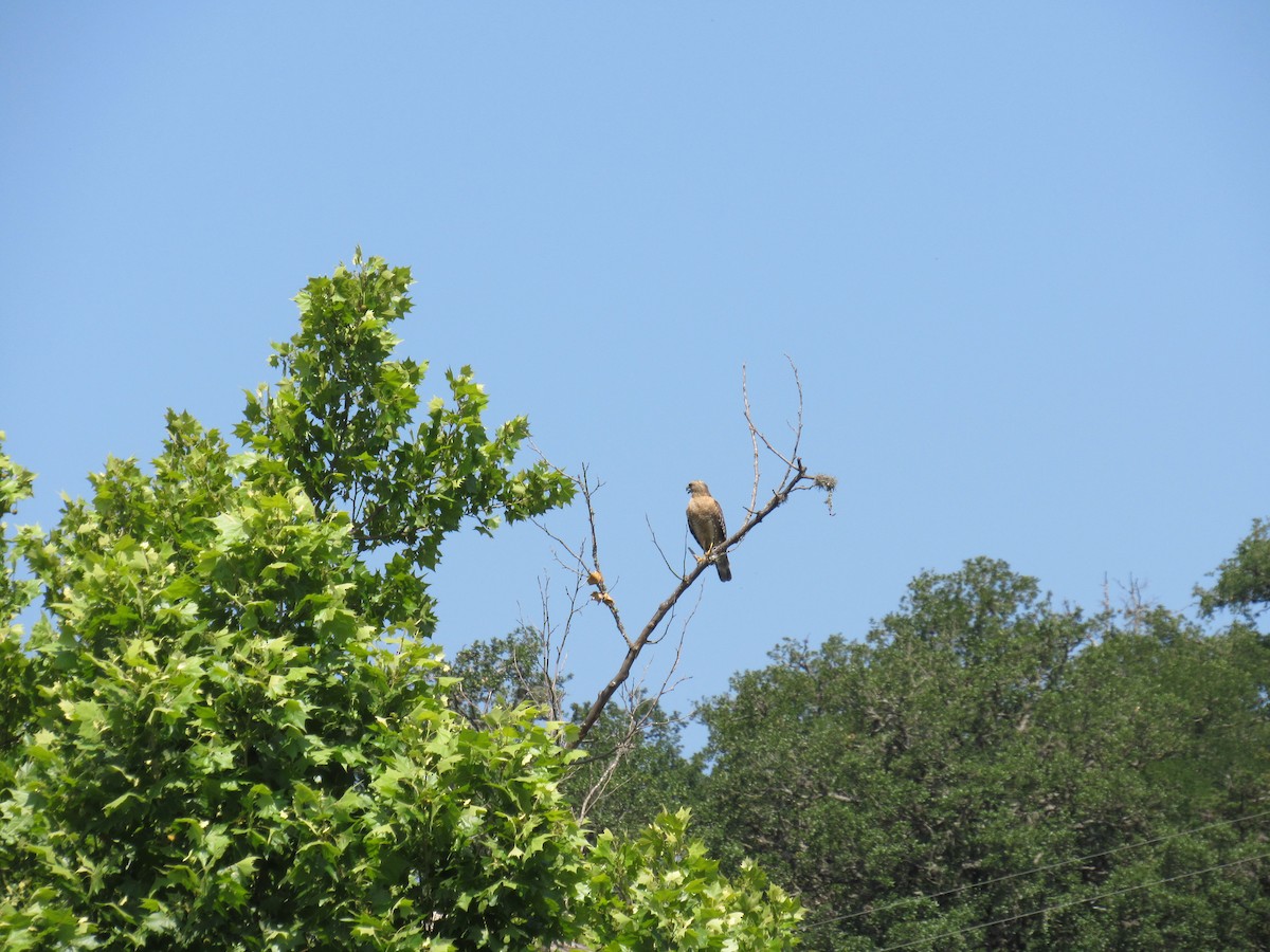 Red-shouldered Hawk - Twylabird Jean