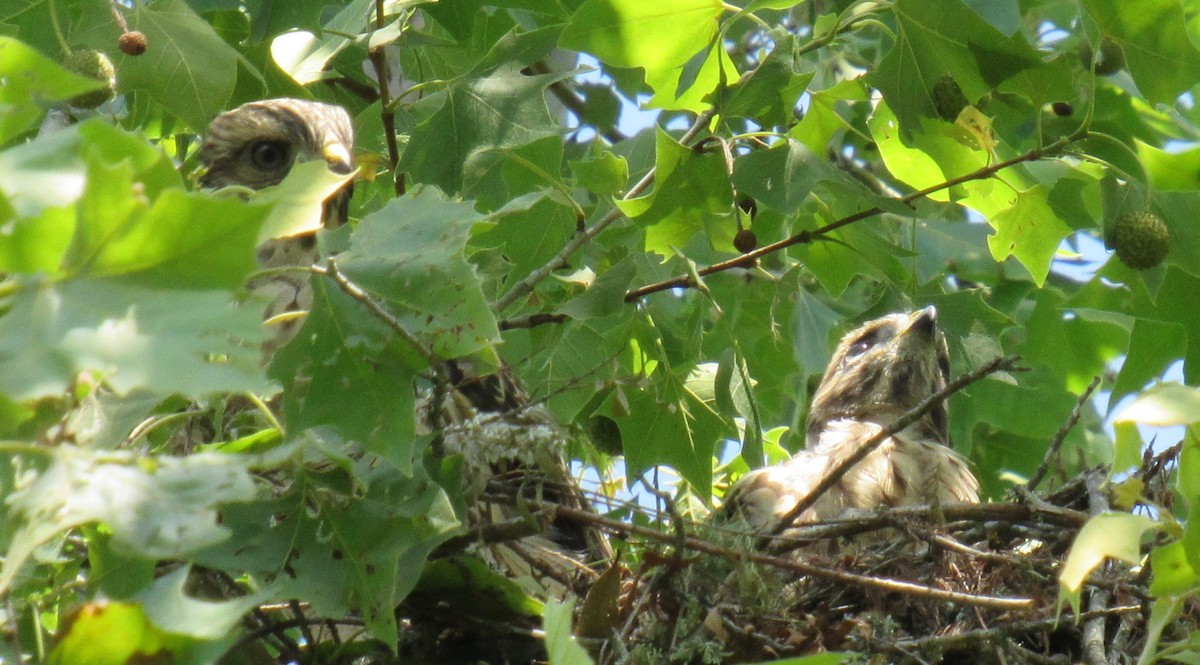 Red-shouldered Hawk - Twylabird Jean