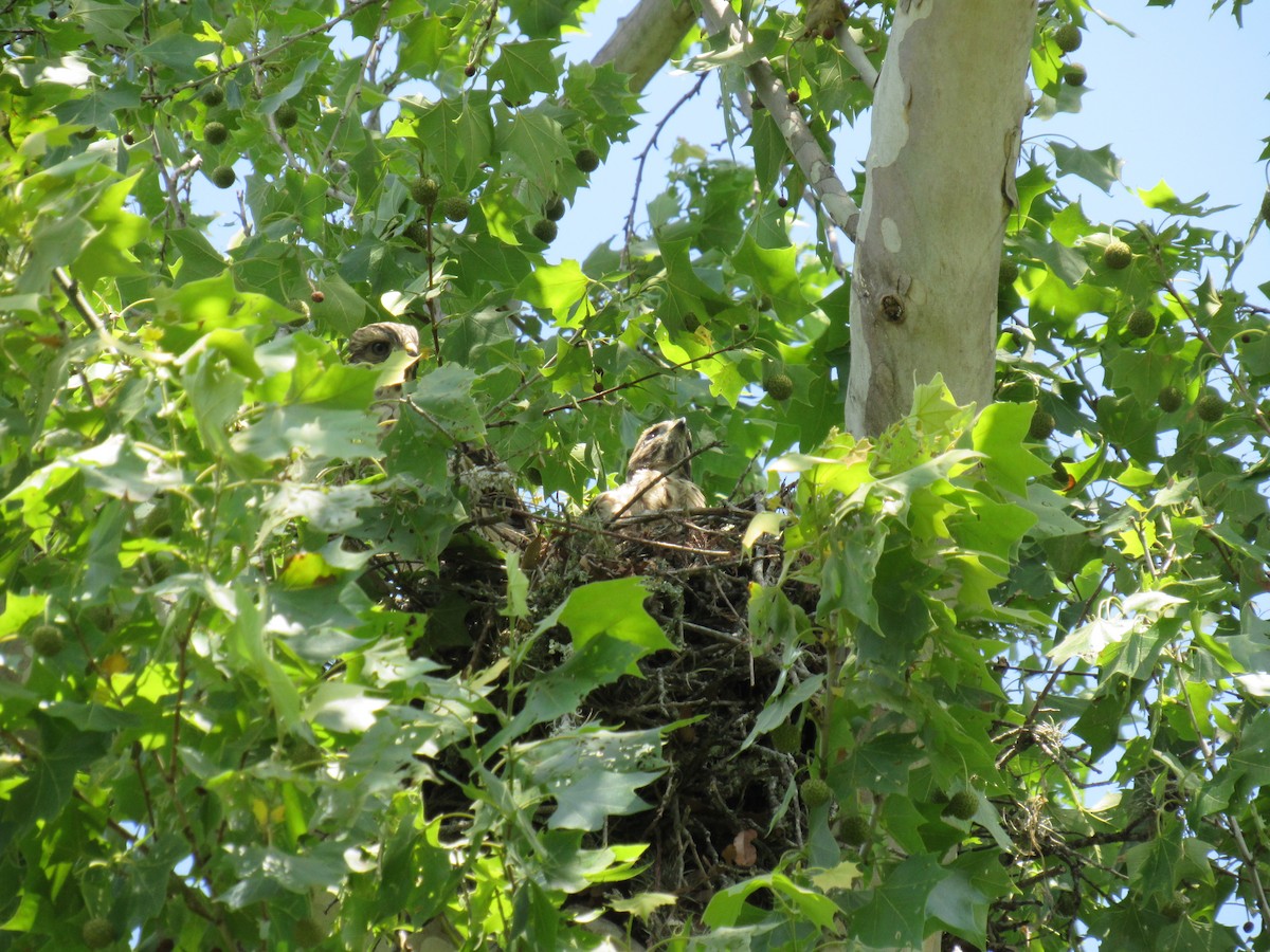 Red-shouldered Hawk - Twylabird Jean