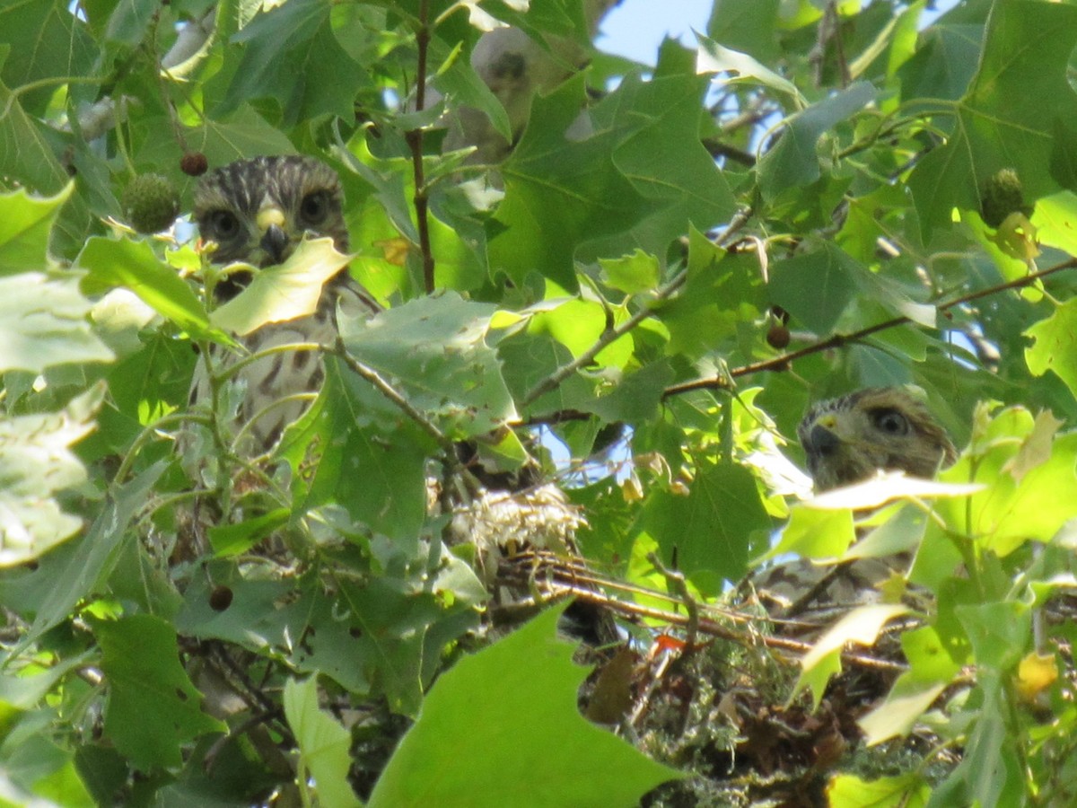 Red-shouldered Hawk - Twylabird Jean