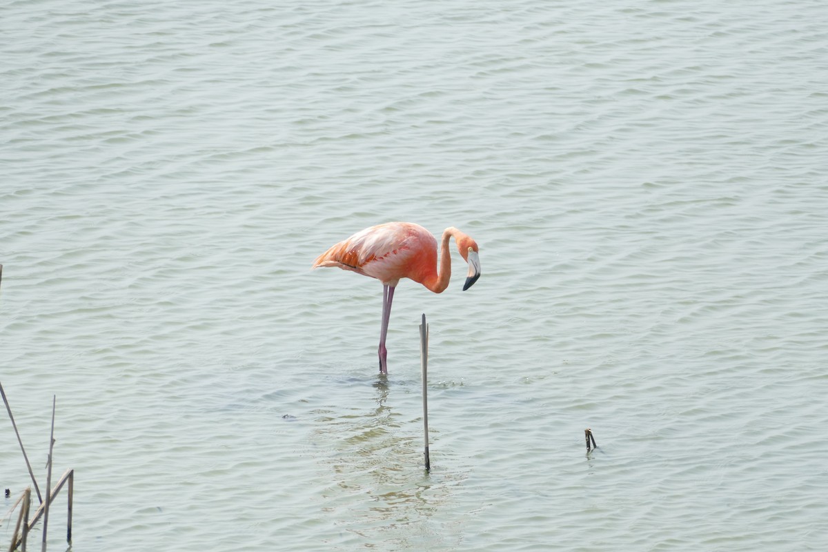 American Flamingo - Louis Vazquez