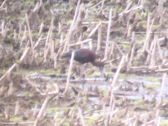 Glossy Ibis - Dave Nutter