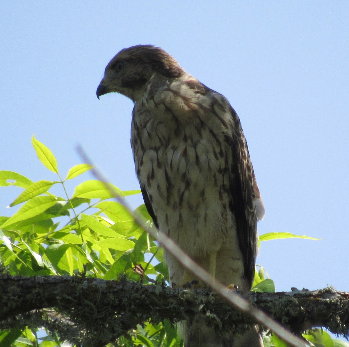 Red-shouldered Hawk - Twylabird Jean