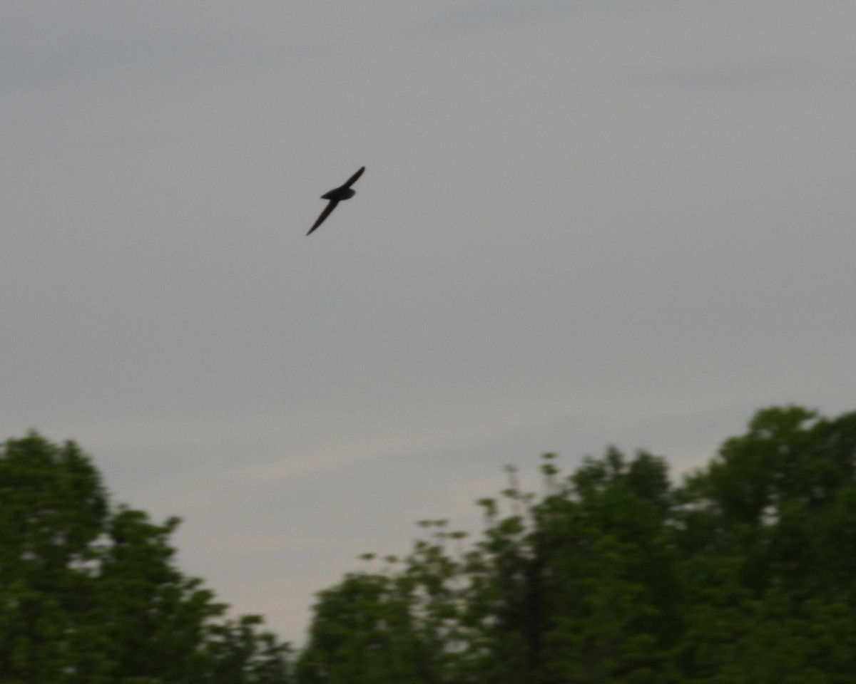 Chimney Swift - Aubrey Merrill