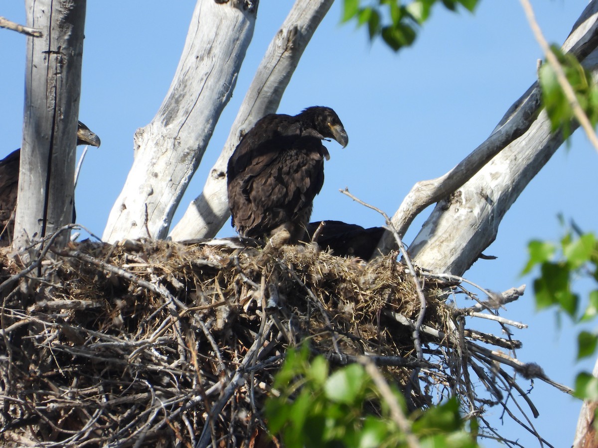 Bald Eagle - Tom Wuenschell